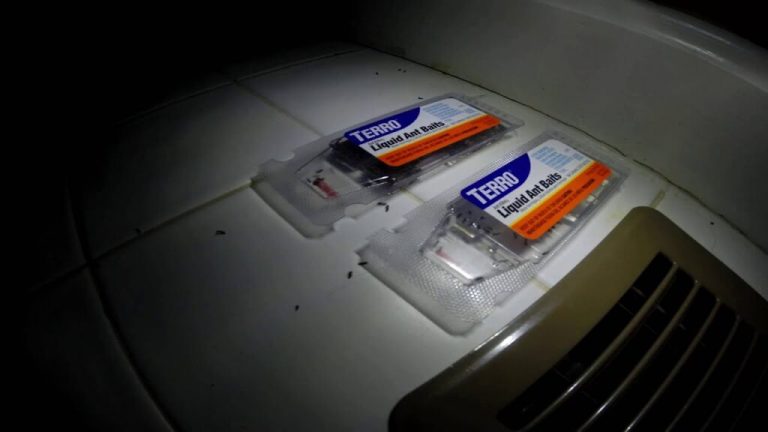 Best Ant Traps for Cars